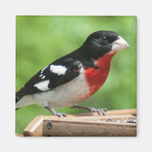 Grosbeak mit Rose Magnet (Vorne)