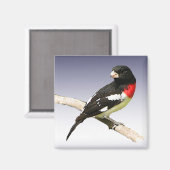 Grosbeak mit Rose Magnet (Vorderseite/Rückseite)