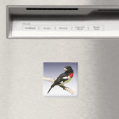 Grosbeak mit Rose Magnet (In Situ (Geschirrspüler))