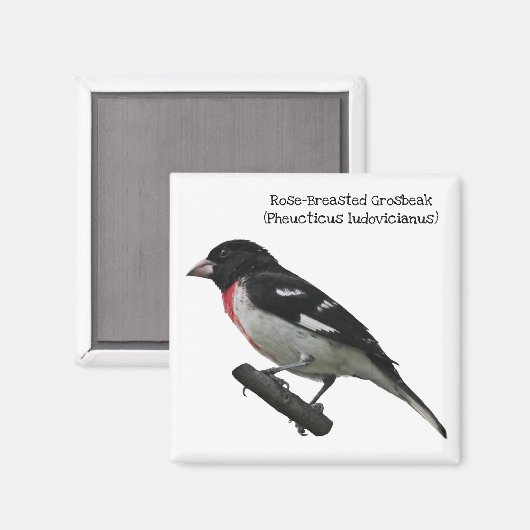 Grosbeak mit Rose Magnet (Vorderseite/Rückseite)