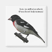 Grosbeak mit Rose Magnet (Vorne)