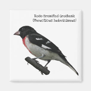 Grosbeak mit Rose Magnet