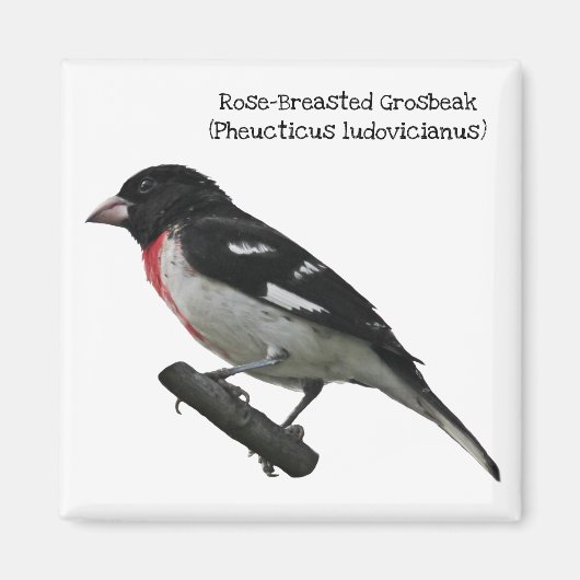 Grosbeak mit Rose Magnet (Vorne)