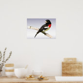 Grosbeak mit Rose Poster (Küche)