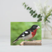 Grosbeak mit Rose Postkarte (Stehend Vorderseite)