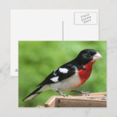 Grosbeak mit Rose Postkarte (Vorne/Hinten)