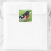 Grosbeak mit Rose Quadratischer Aufkleber (Tasche)