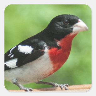 Grosbeak mit Rose Quadratischer Aufkleber