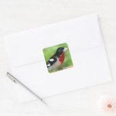 Grosbeak mit Rose Quadratischer Aufkleber (Umschlag)