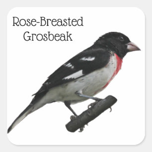 Grosbeak mit Rose Quadratischer Aufkleber