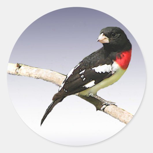 Grosbeak mit Rose Runder Aufkleber (Vorderseite)