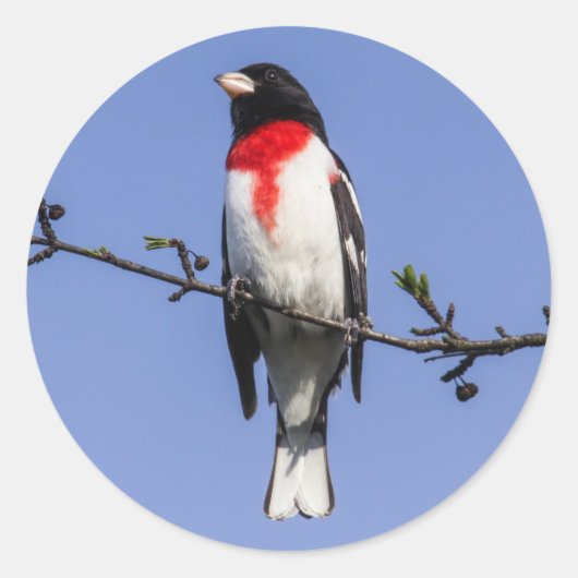 Grosbeak mit Rose Runder Aufkleber (Vorderseite)