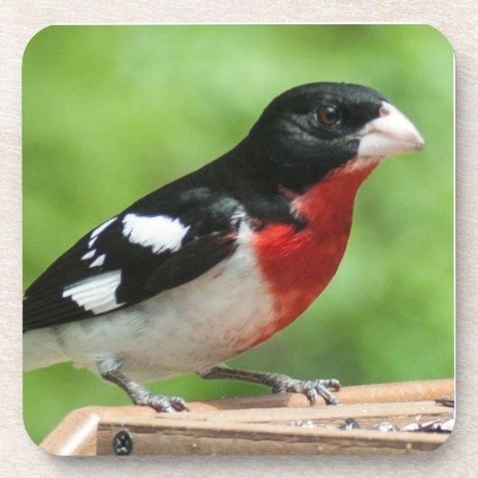 Grosbeak mit Rose Untersetzer (Vorderseite)