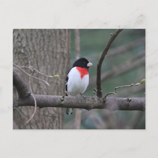 Grosbeak Postkarte (Vorderseite)