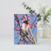 Grosbeak - Rose gezüchtet IV Postkarte (Stehend Vorderseite)