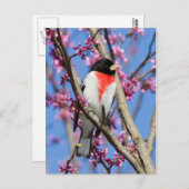 Grosbeak - Rose gezüchtet IV Postkarte (Vorne/Hinten)