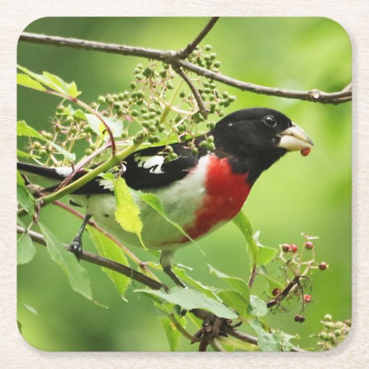 Grosbeak Rose Untersetzer (Vorderseite)