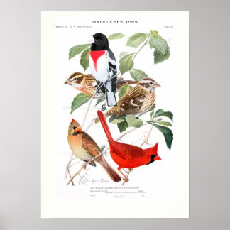 Grosbeak und Kardinal Poster