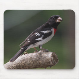 Grosbeak von männlicher Rose Mousepad