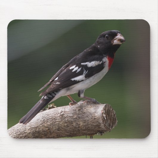 Grosbeak von männlicher Rose Mousepad (Vorne)