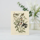 Grosbeak von Rose, Audubons Vögel von Amerika Postkarte (Stehend Vorderseite)