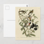 Grosbeak von Rose, Audubons Vögel von Amerika Postkarte (Vorne/Hinten)