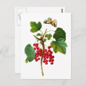 Groseillier Rouge von Pierre Joseph Redoute Postkarte (Vorne/Hinten)