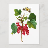 Groseillier Rouge von Pierre Joseph Redoute Postkarte (Vorderseite)