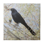 Groß-angebundenes Grackle Fliese (Vorderseite)