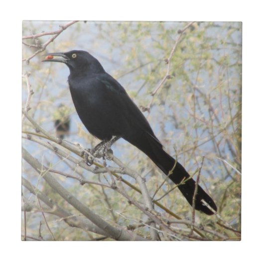 Groß-angebundenes Grackle Fliese (Vorderseite)