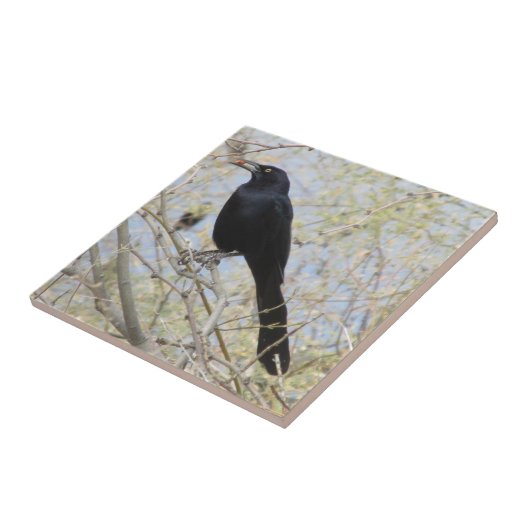 Groß-angebundenes Grackle Fliese (Seite)