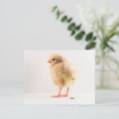 Gross Baby Chick Kackend Foto Postkarte (Stehend Vorderseite)