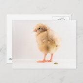 Gross Baby Chick Kackend Foto Postkarte (Vorne/Hinten)