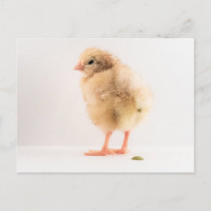 Gross Baby Chick Kackend Foto Postkarte