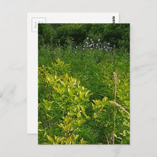 Groß Postkarte (Vorne/Hinten)