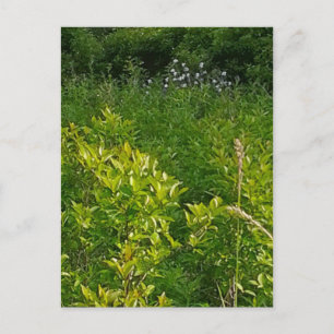 Groß Postkarte