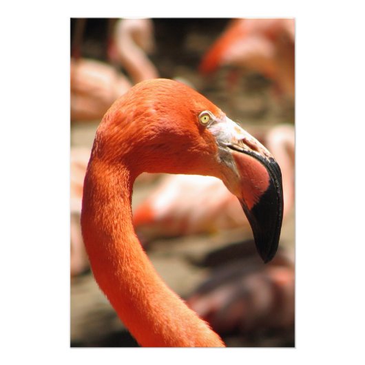 Großartig Flamingo Print/Poster! Fotodruck (Vorne)