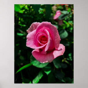 Großartig rosa Rosa Blume Poster