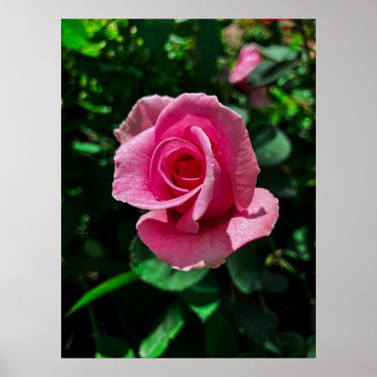 Großartig rosa Rosa Blume Poster (Vorne)