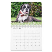 Großartige Bully-Rassen Kalender (Jan 2027)