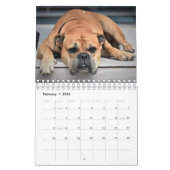 Großartige Bully-Rassen Kalender (Feb 2026)