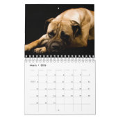 Großartige Bully-Rassen Kalender (Mär 2026)