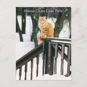 Großartige Maine Coon Cat im Winter Postkarte