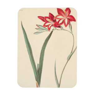 Großartige Mais-Flagge Magnet