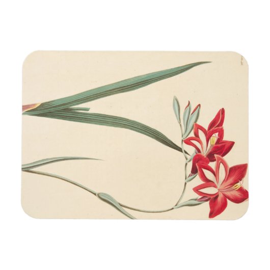 Großartige Maisflagge Magnet (Horizontal)