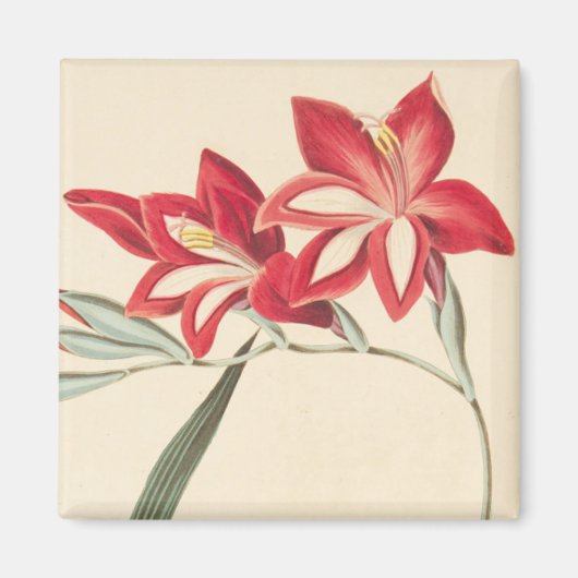 Großartige Maisflagge Magnet (Vorne)