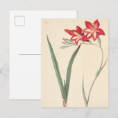 Großartige Maisflagge Postkarte (Vorne/Hinten)