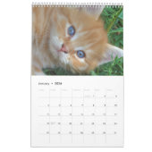 Großartige Orangenkatzen 2023 Kalender (Jan 2026)