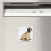 Großartige, trockenes Welpe im Studio Magnet (In Situ (Geschirrspüler))