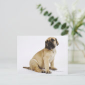 Großartige, trockenes Welpe im Studio Postkarte (Stehend Vorderseite)